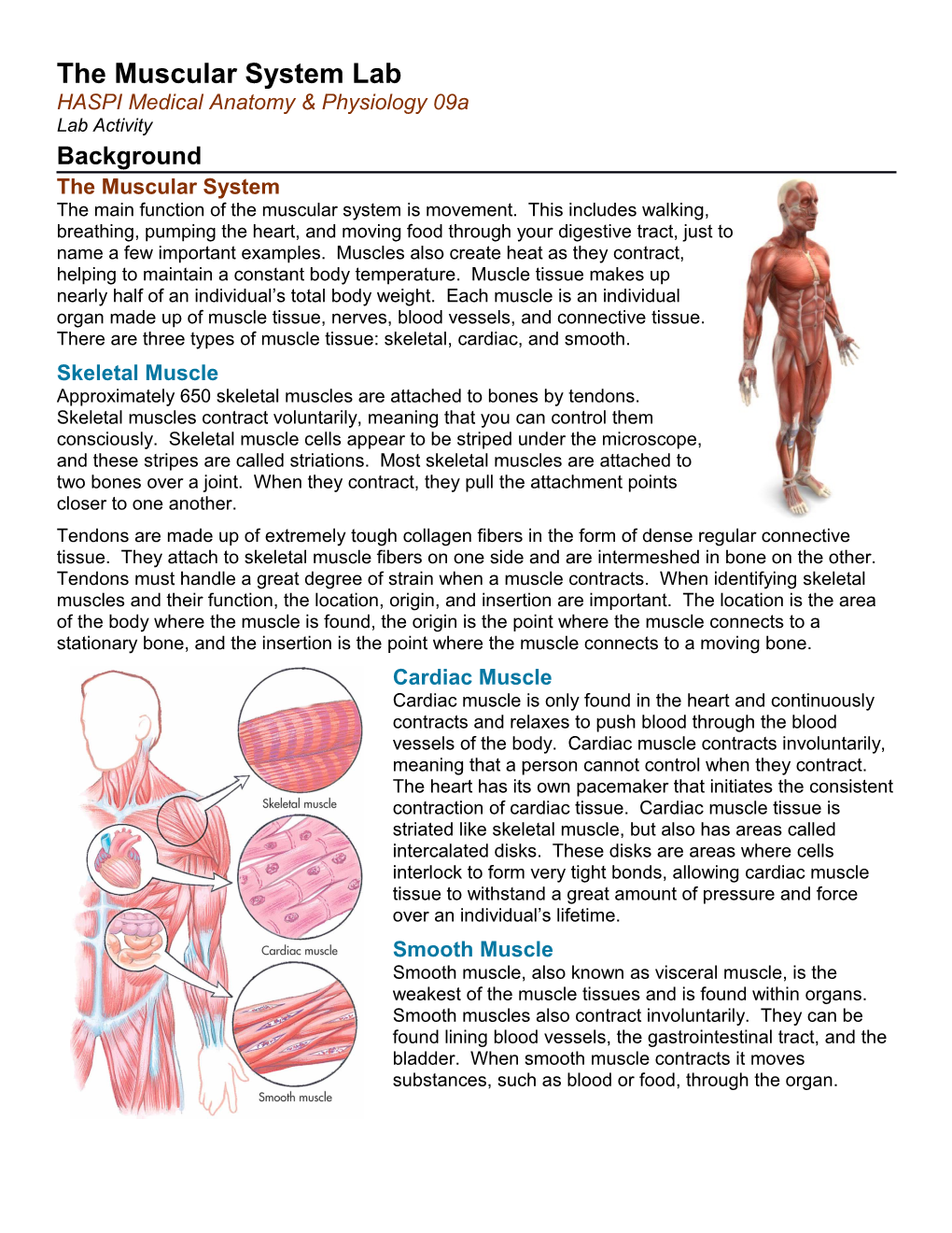 The Muscular System Lab