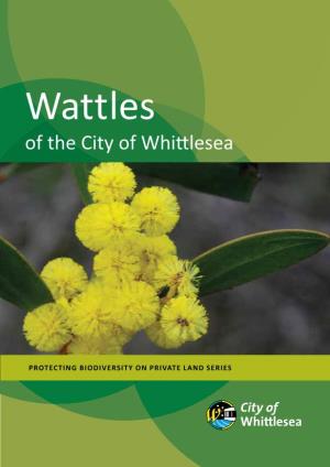 Wattles of the City of Whittlesea