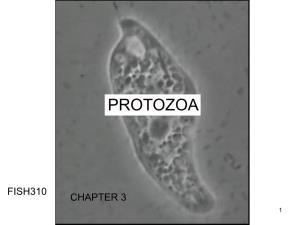Phylum Dinozoa – Dinoflagellates