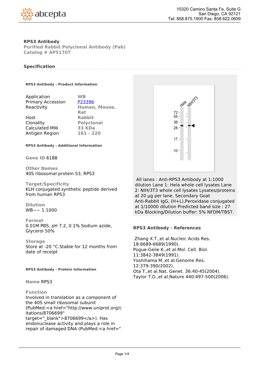 RPS3 Antibody Purified Rabbit Polyclonal Antibody (Pab) Catalog # AP51707