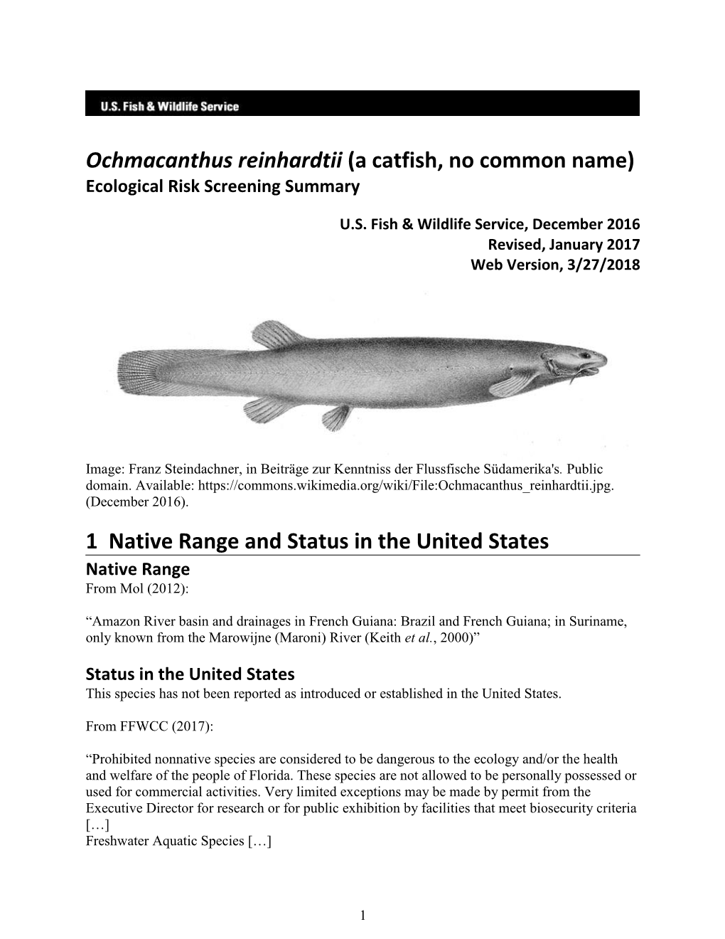 Ochmacanthus Reinhardtii (A Catfish, No Common Name) Ecological Risk Screening Summary