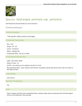 Hydrangea Anomala Ssp. Petiolaris