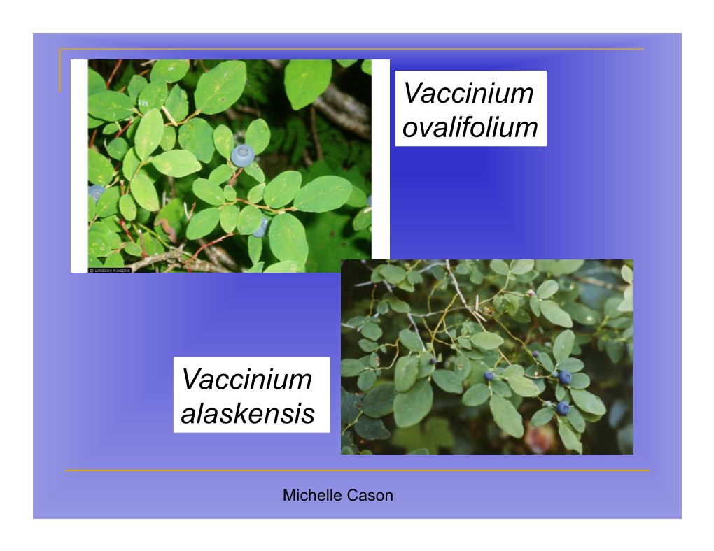 Vaccinium Ovalifolium Vaccinium Alaskensis