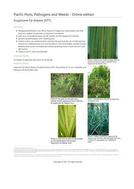 Sugarcane Fiji Disease (077)
