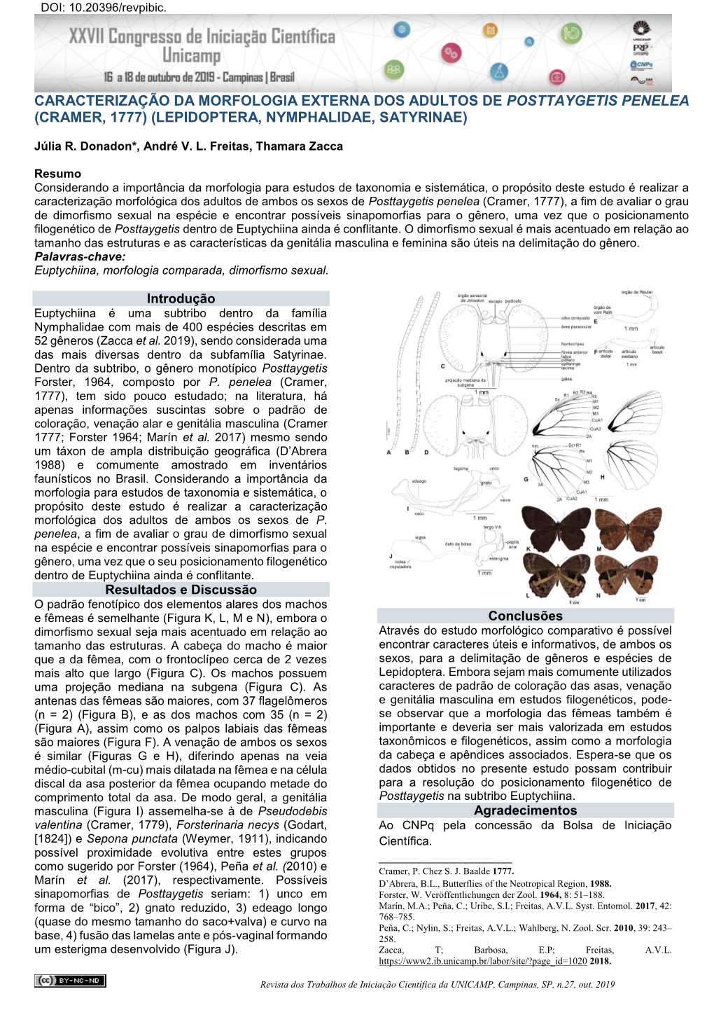 Caracterização Da Morfologia Externa Dos Adultos De Posttaygetis Penelea (Cramer, 1777) (Lepidoptera, Nymphalidae, Satyrinae)