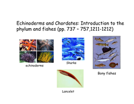 Echinoderms and Chordates: Introduction to the Phylum and Fishes (Pp