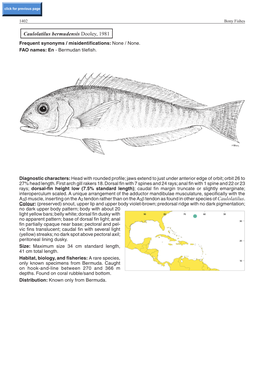 Caulolatilus Bermudensis Dooley, 1981 Caulolatilus
