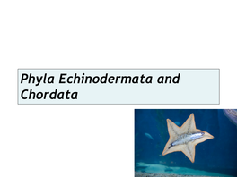 Phyla Echinodermata and Chordata Deuterostomes!