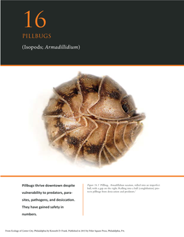 PILLBUGS (Isopods; Armadillidium)