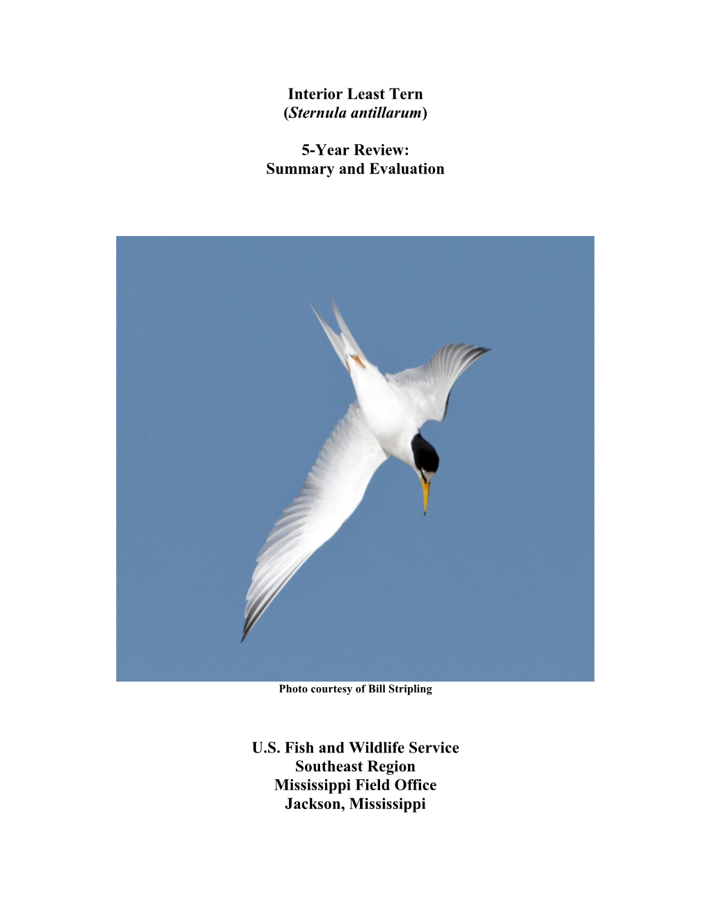 Interior Least Tern (Sternula Antillarum) 5-Year Review