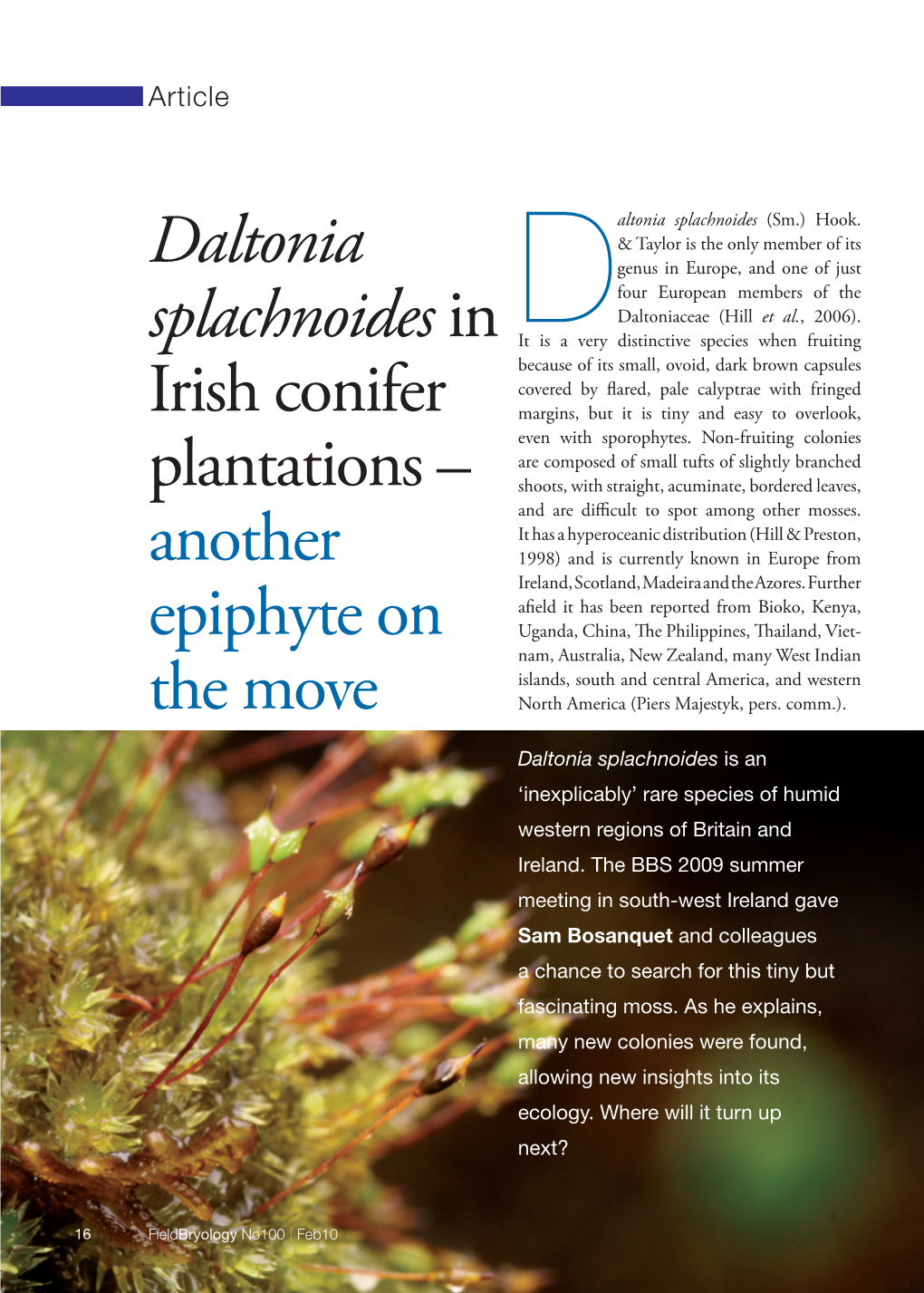 Daltonia Splachnoidesin Irish Conifer Plantations