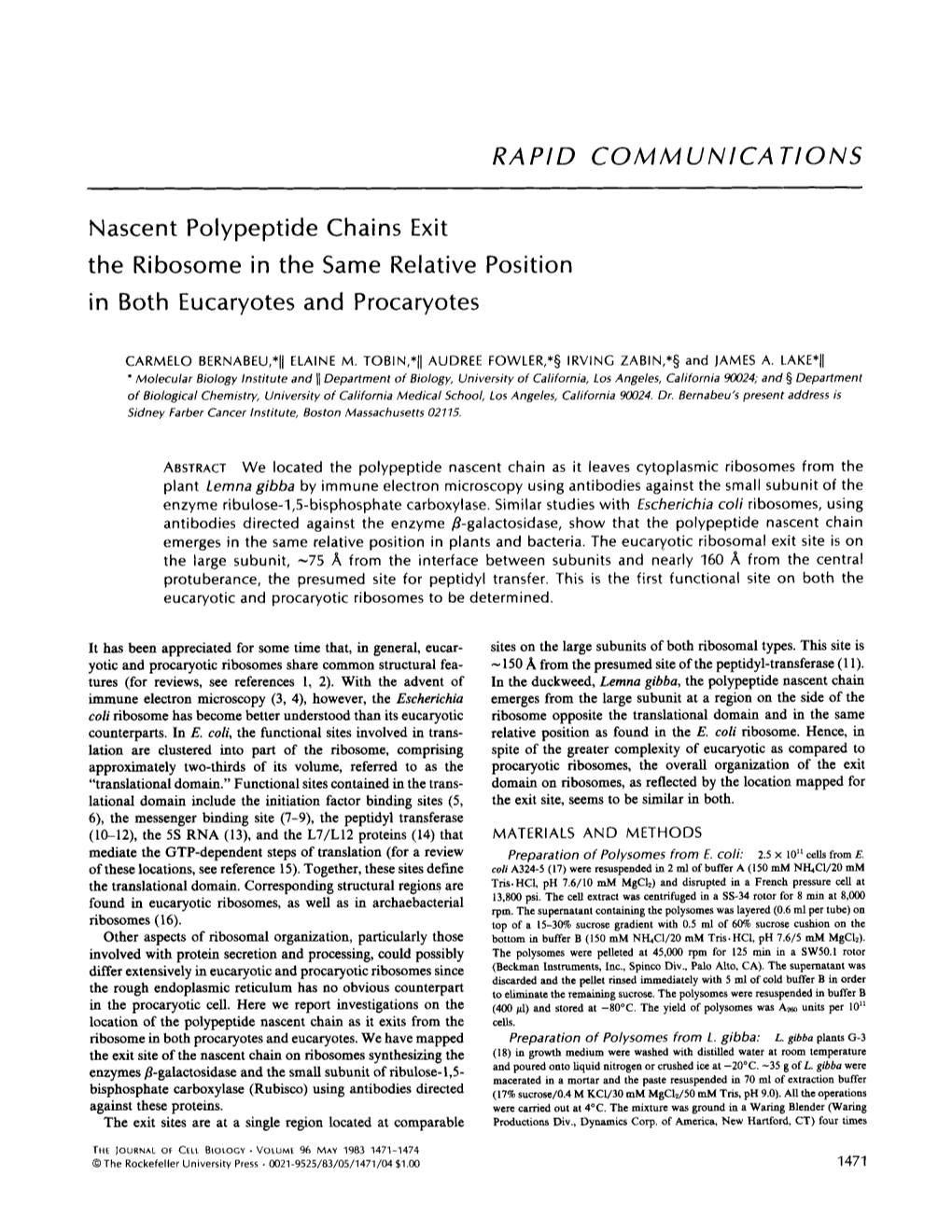 Nascent Polypeptide Chains Exit the Ribosome in the Same Relative In