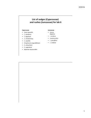 List of Sedges (Cyperaceae) and Rushes (Juncaceae) for Lab 6