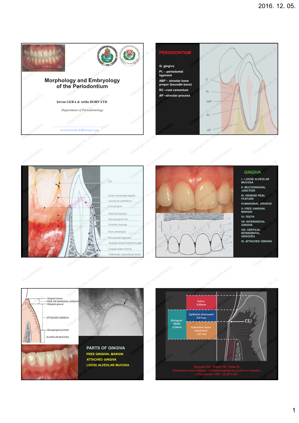 Morphology and Embryology of the Periodontium