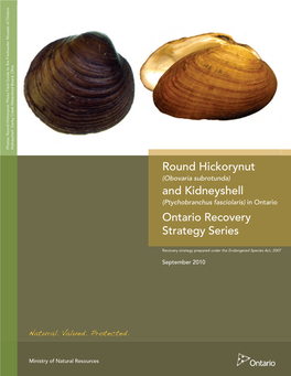 Recovery Strategy for Round Hickorynut and Kidneyshell