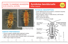 Synidotea Laevidorsalis Potential in RI COASTAL WATERS Asian Isopod Invader