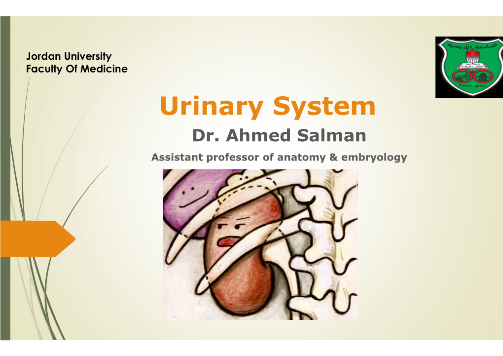 Urinary System Dr