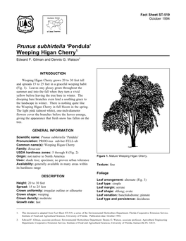 Prunus Subhirtella 'Pendula' Weeping Higan Cherry