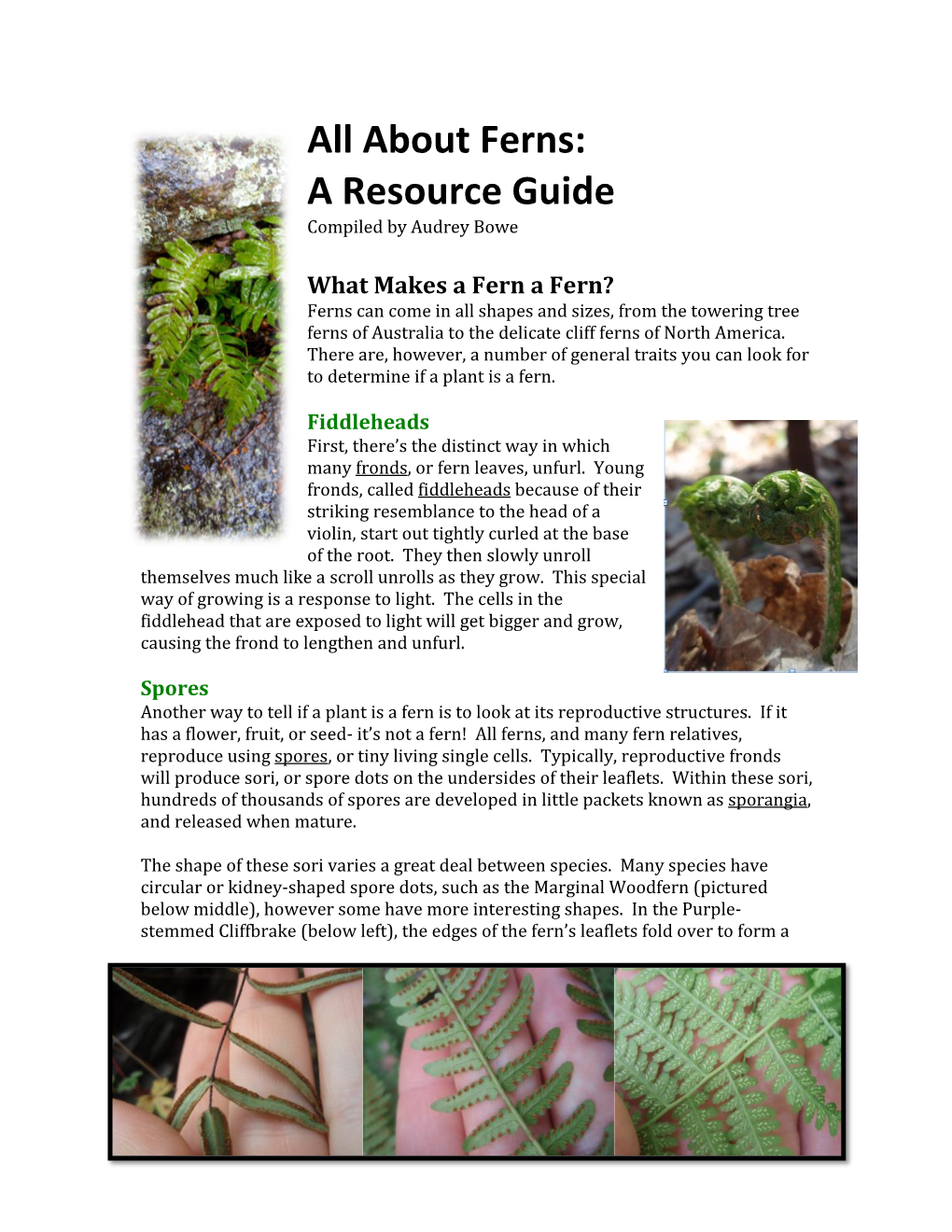 All About Ferns: a Resource Guide Compiled by Audrey Bowe