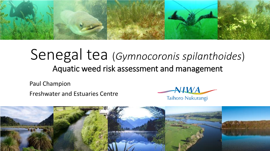 Senegal Tea (Gymnocoronis Spilanthoides) Aquatic Weed Risk Assessment and Management