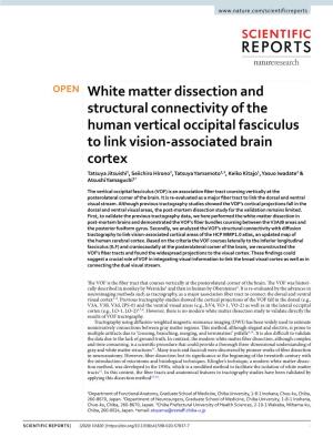 White Matter Dissection and Structural Connectivity of the Human Vertical