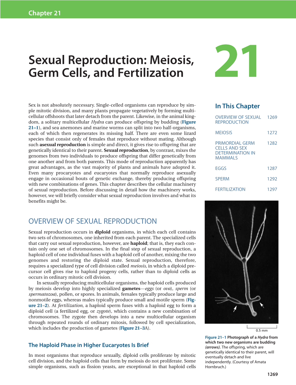 Sexual Reproduction Meiosis Germ Cells And Fertilization 21 Docslib