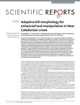 Adaptive Bill Morphology for Enhanced Tool Manipulation in New Caledonian Crows Received: 30 November 2015 Hiroshi Matsui1,*, Gavin R