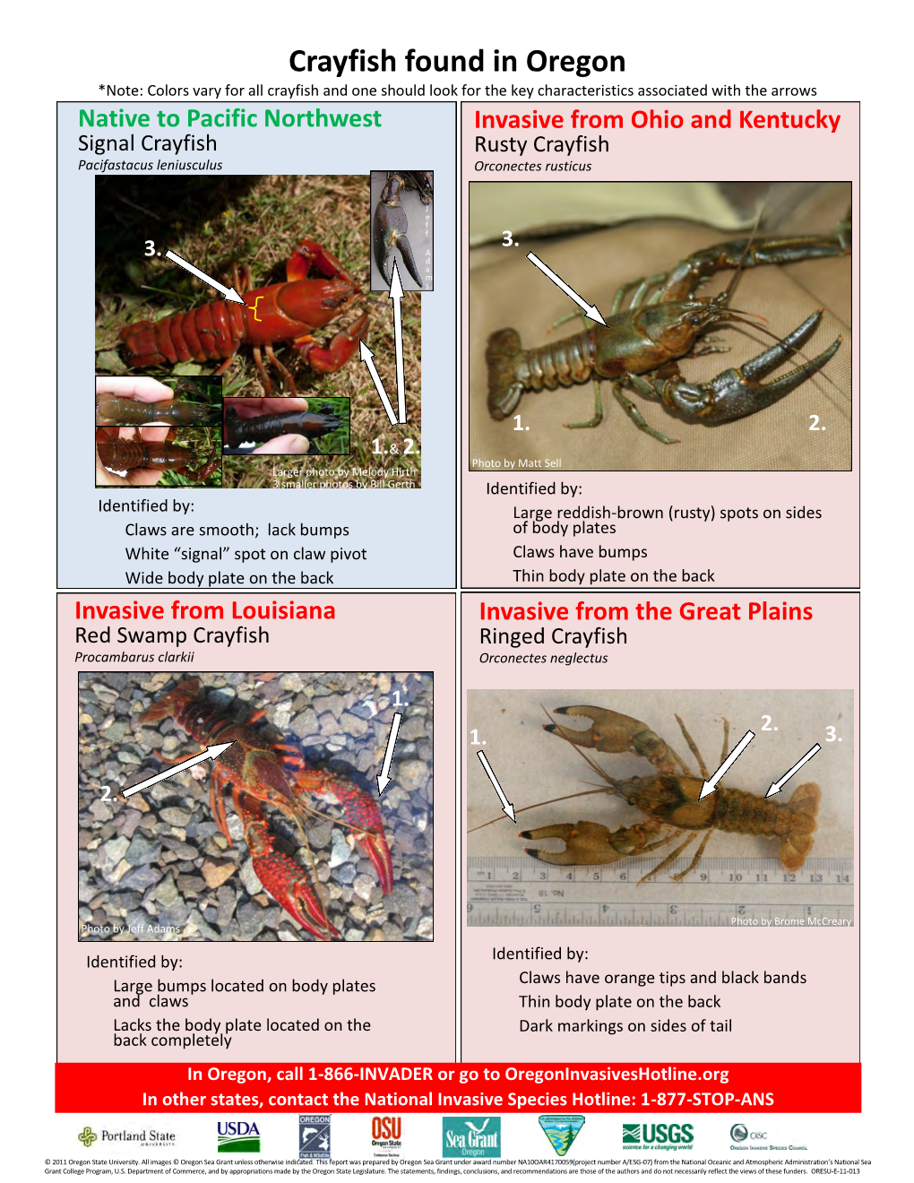 Crayfish Found in Oregon