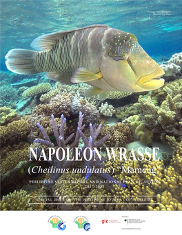 NAPOLEON WRASSE (Cheilinus Undulatus) “Mameng”