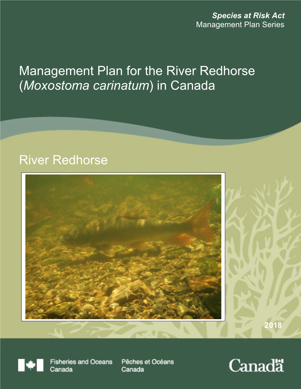 Management Plan for the River Redhorse (Moxostoma Carinatum) in Canada