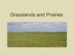 Grasslands and Prairies Grassland