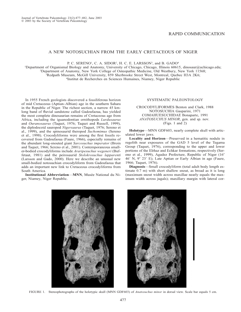 Rapid Communication a New Notosuchian from The