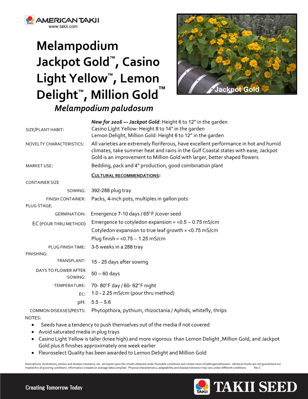 Melampodium Jackpot Gold™, Casino Light Yellow™, Lemon Delight™, Million Gold™ Jackpot Gold Melampodium Paludosum