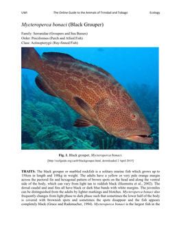 Mycteroperca Bonaci (Black Grouper)