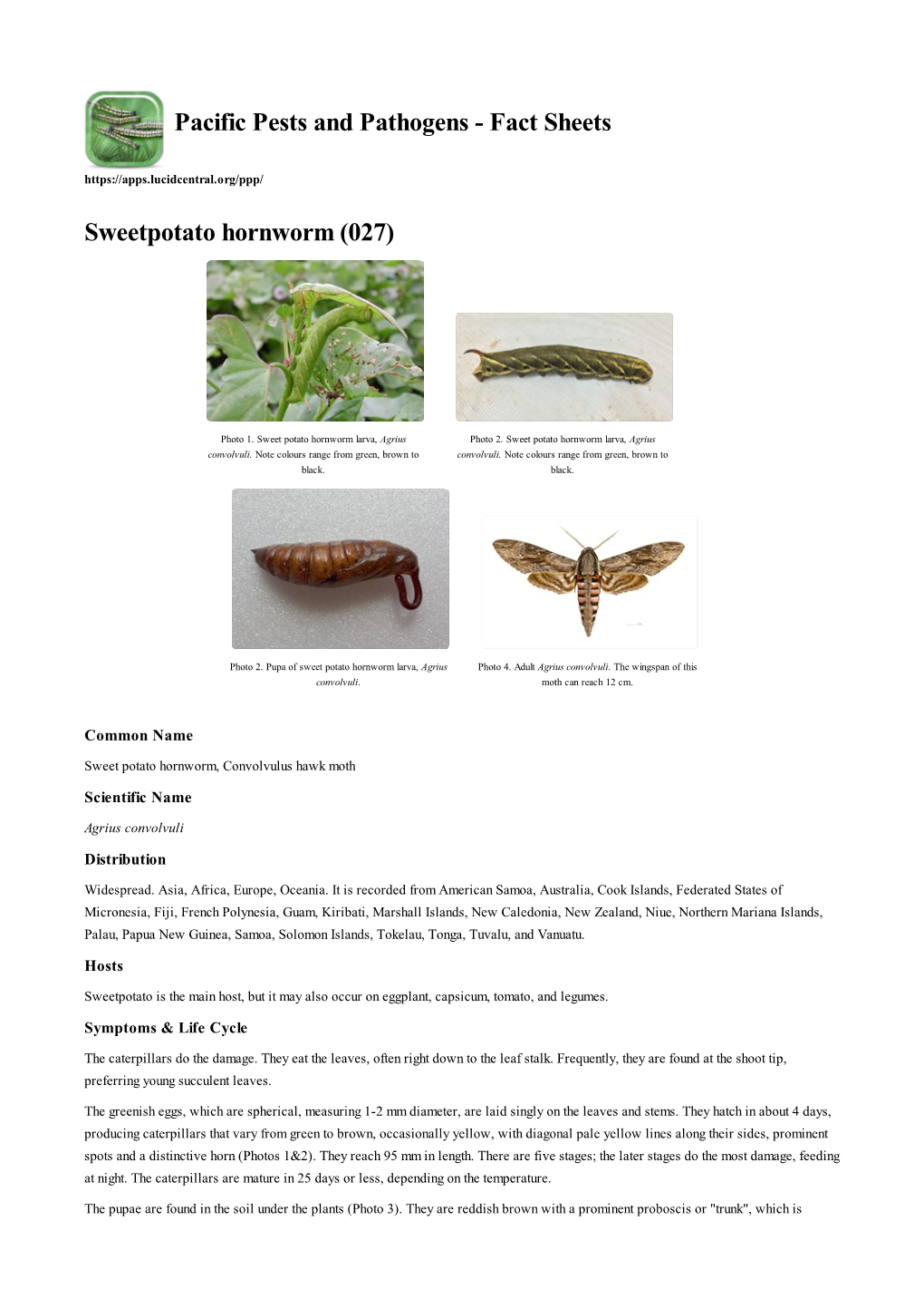 Sweetpotato Hornworm (027)