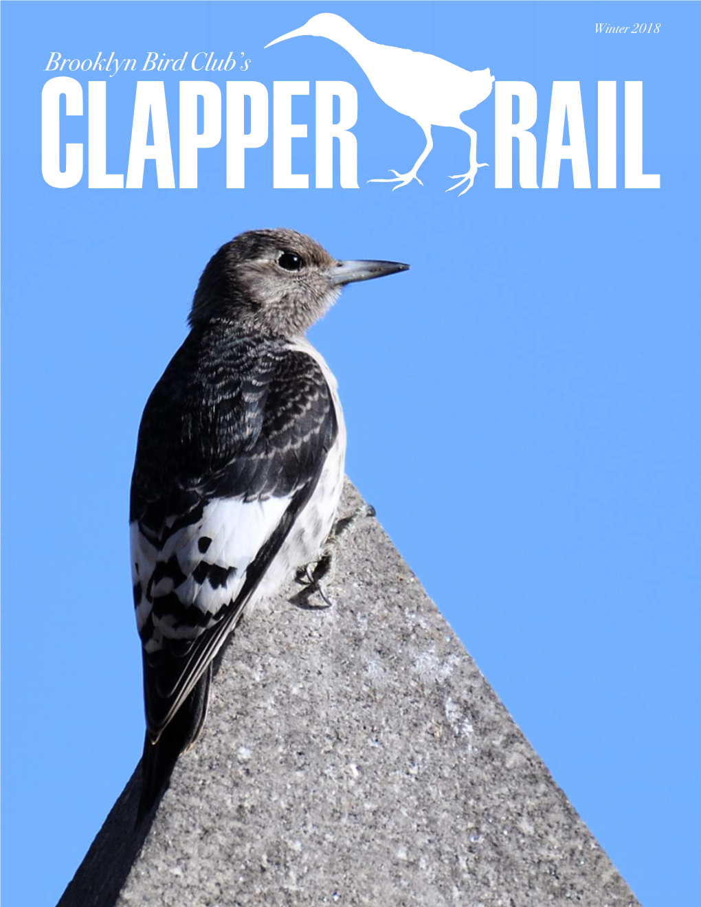 Winter 2018 Brooklyn Bird Club’S the Clapper Rail Winter 2018 Editor's Note Inside This Issue