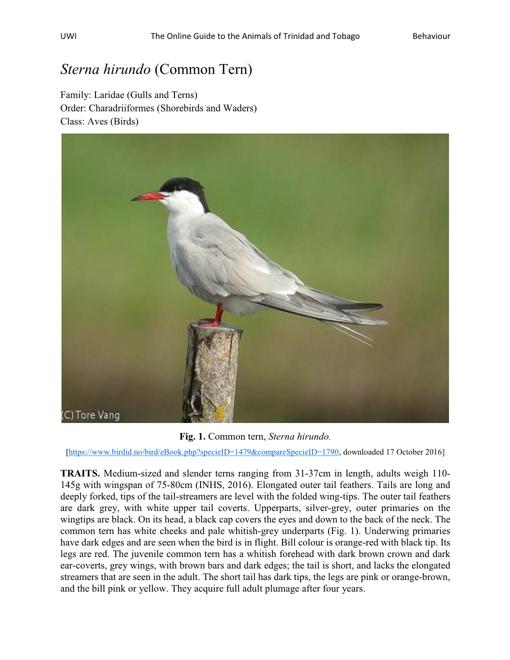 Sterna Hirundo (Common Tern)