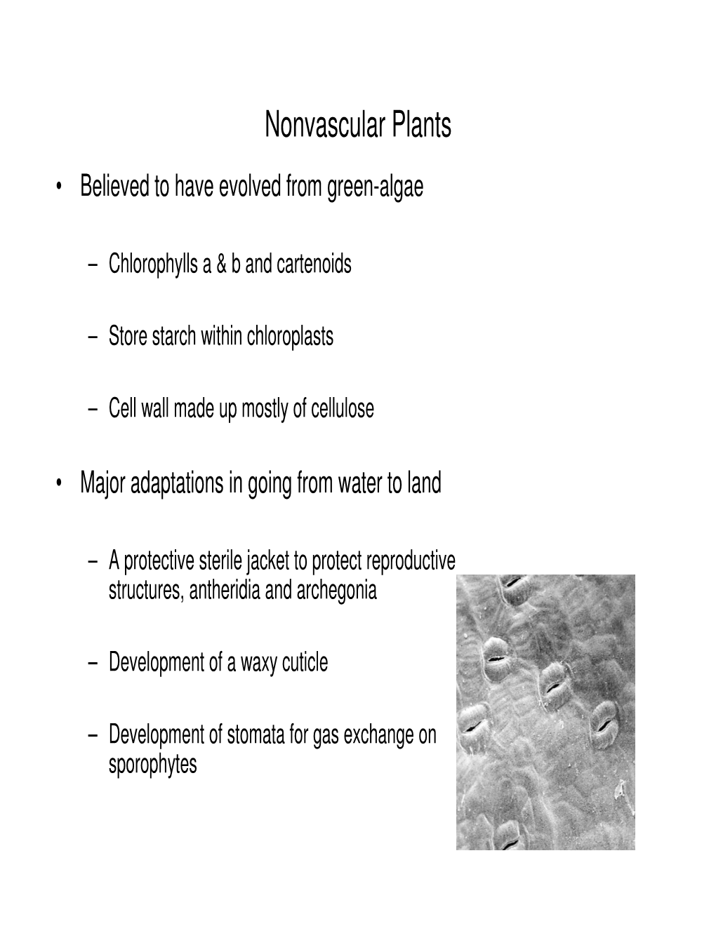 Nonvascular Plants • Believed to Have Evolved from Green-Algae