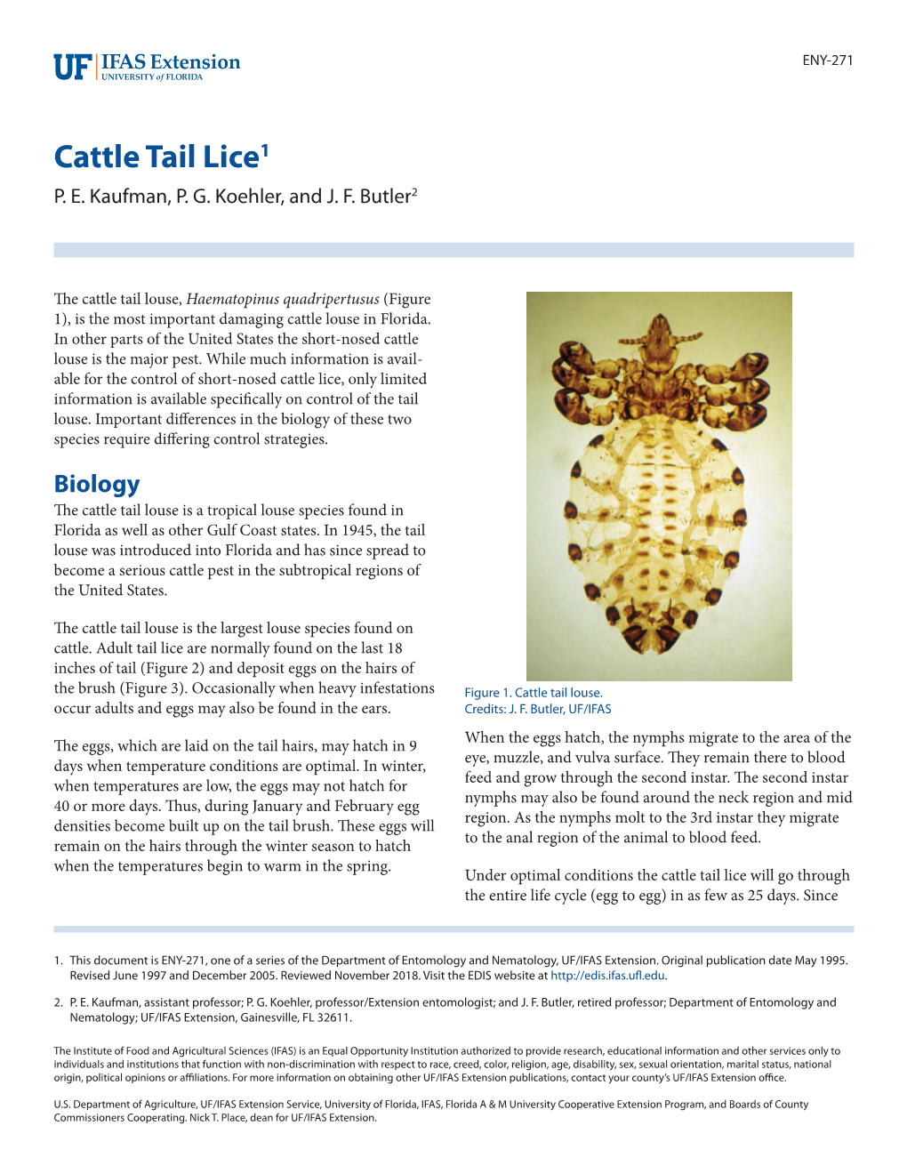 Cattle Tail Lice1 P