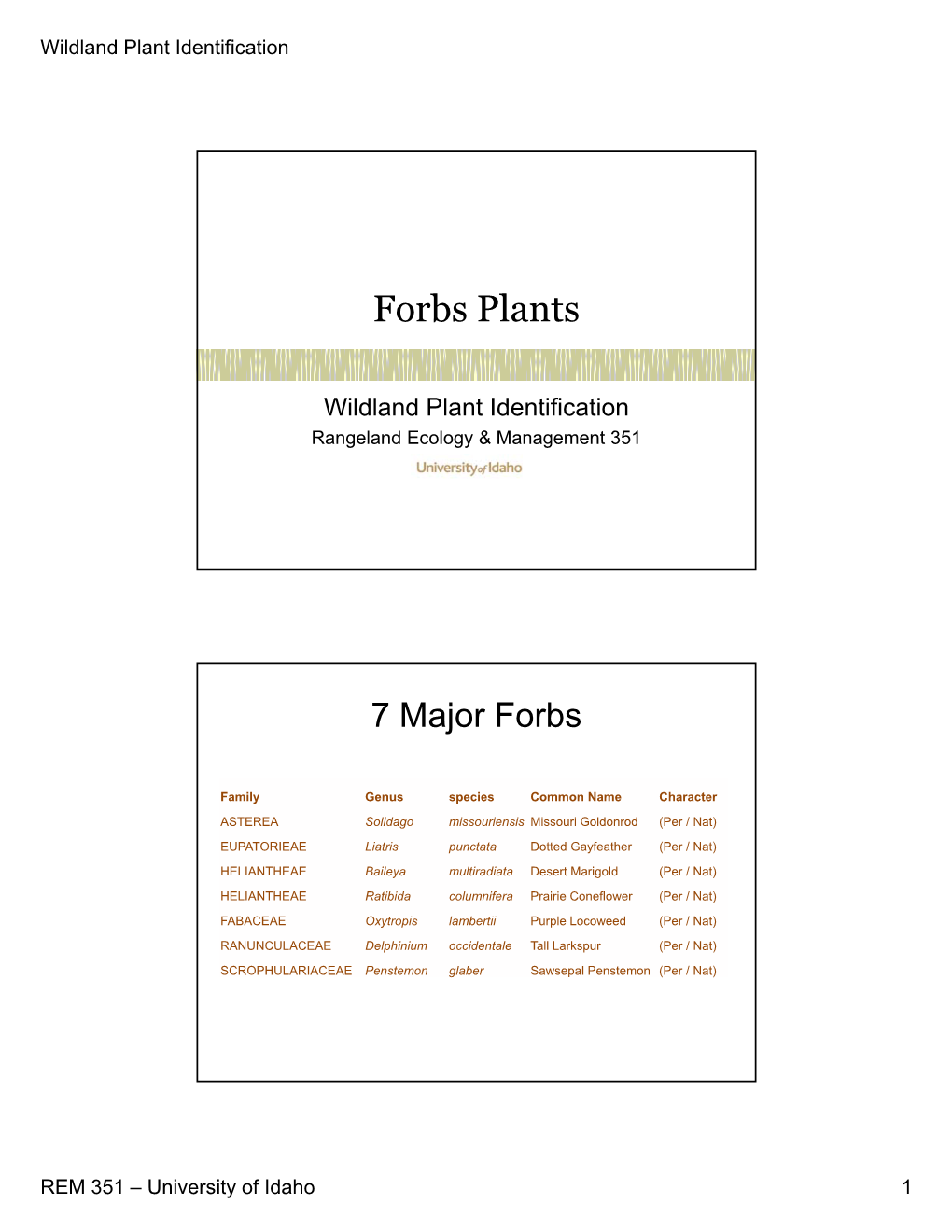 Forbs Plants