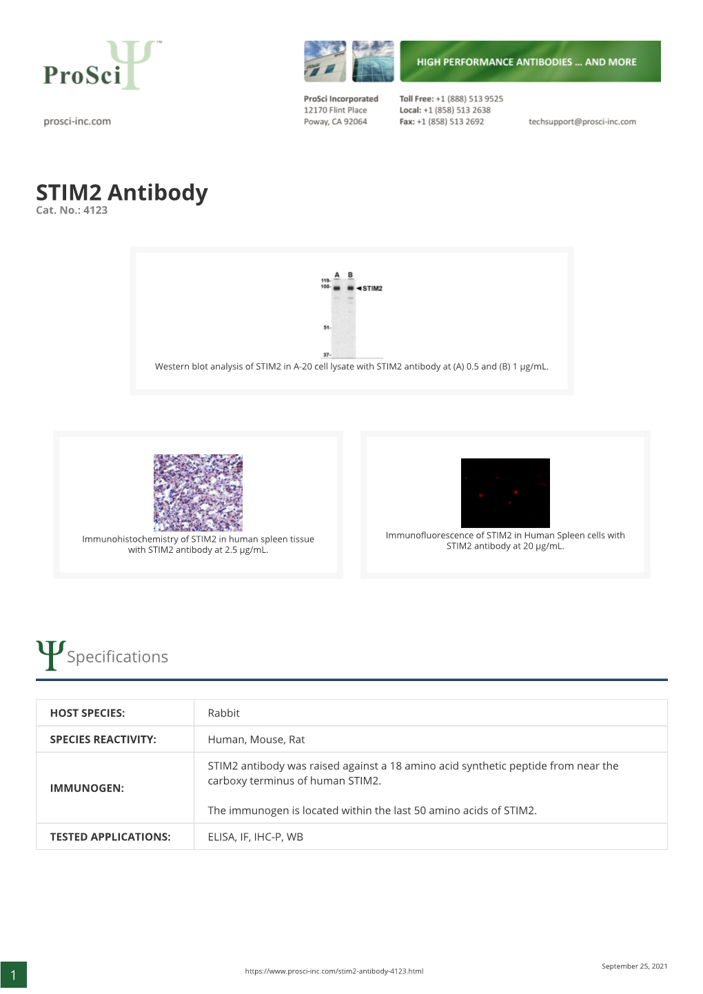 STIM2 Antibody Cat