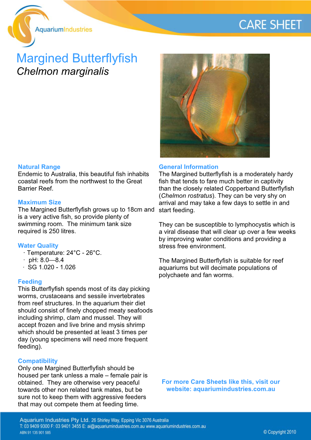 Margined Butterflyfish Chelmon Marginalis