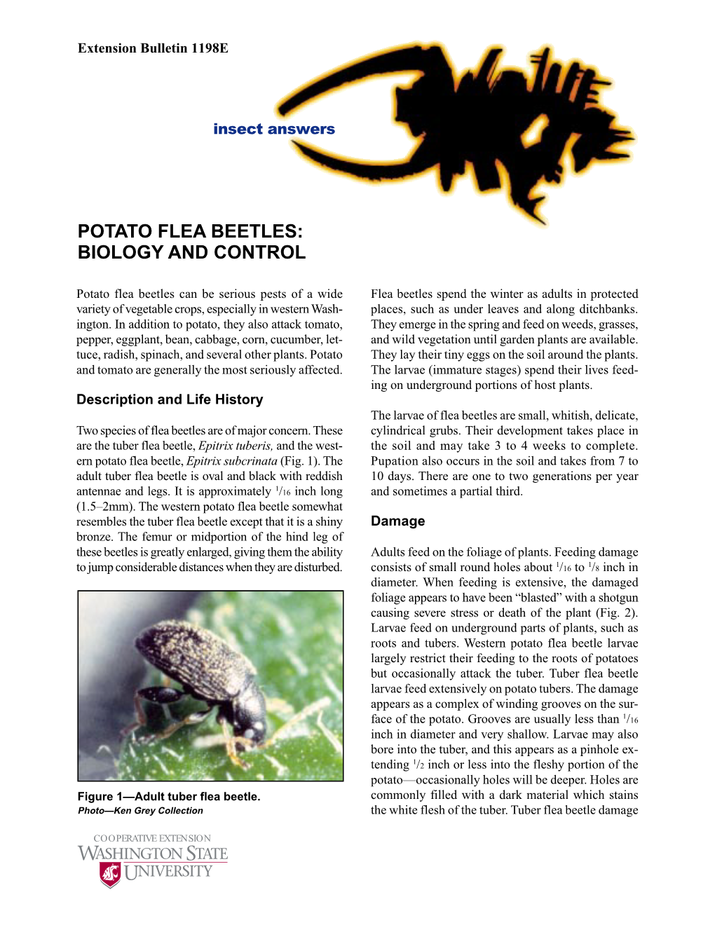 Potato Flea Beetles: Biology and Control