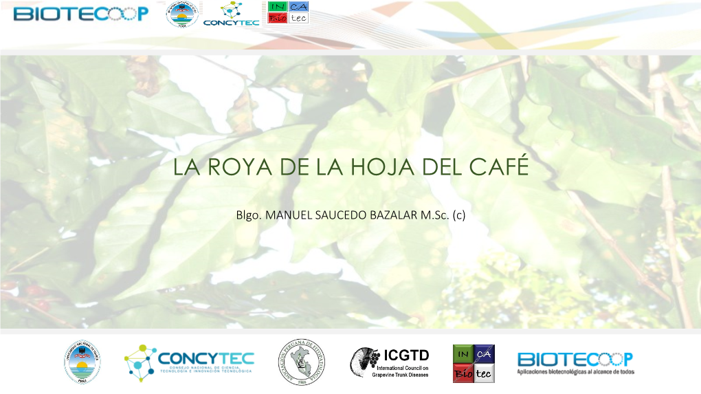 La Roya De La Hoja Del Café