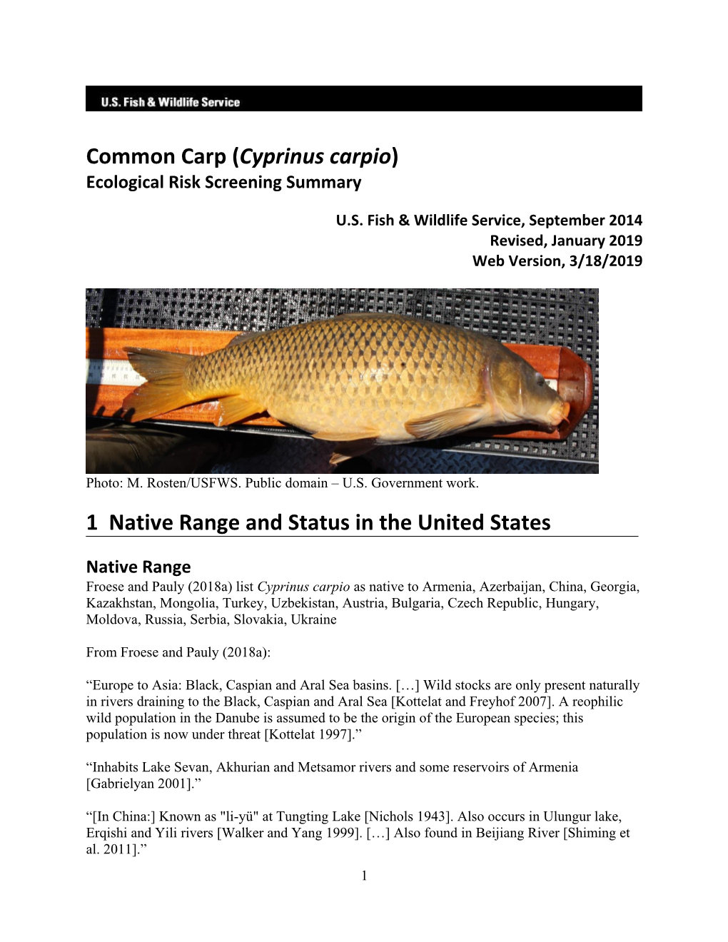 Common Carp (Cyprinus Carpio) ERSS