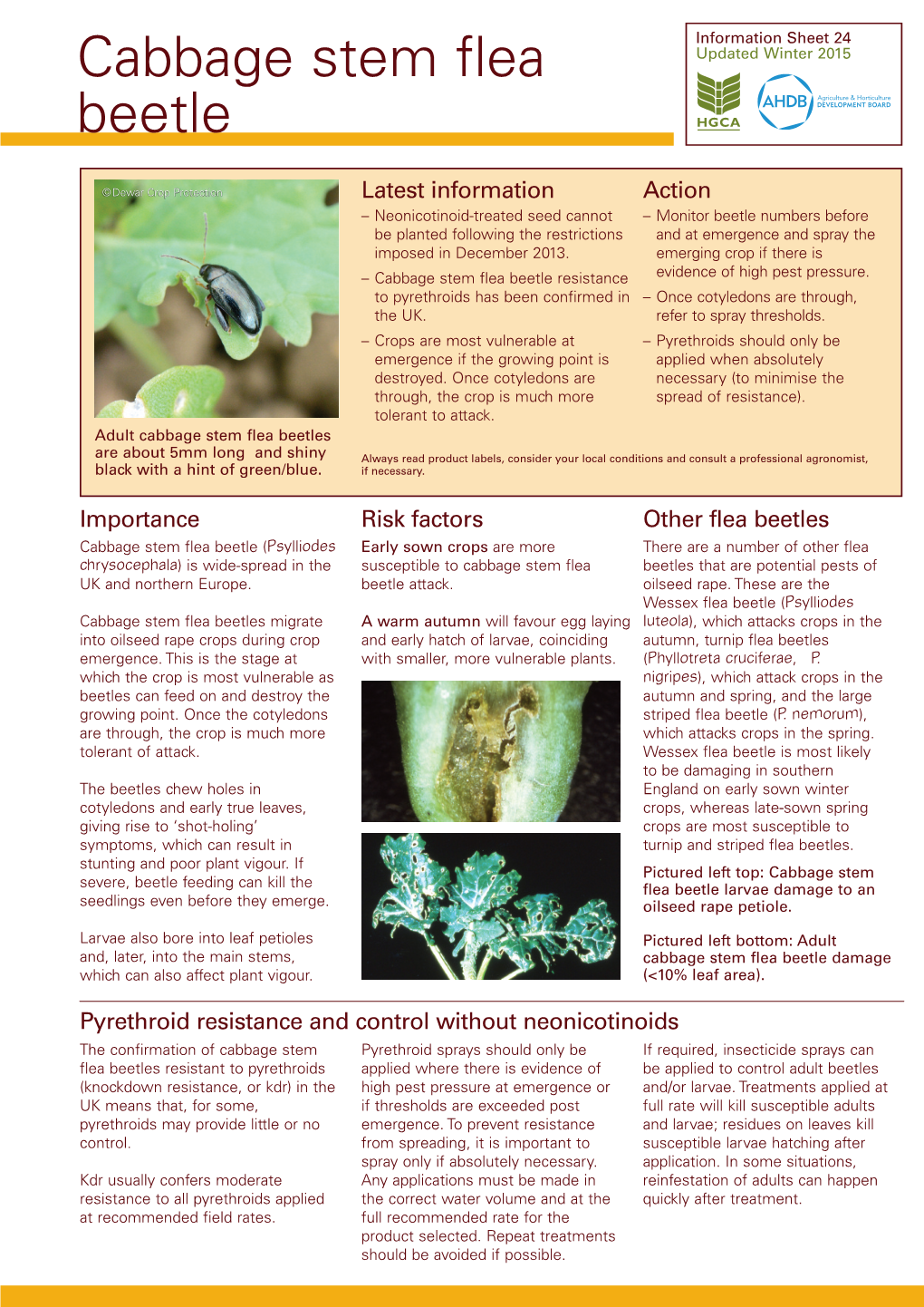 Cabbage Stem Flea Beetle Resistance Evidence of High Pest Pressure