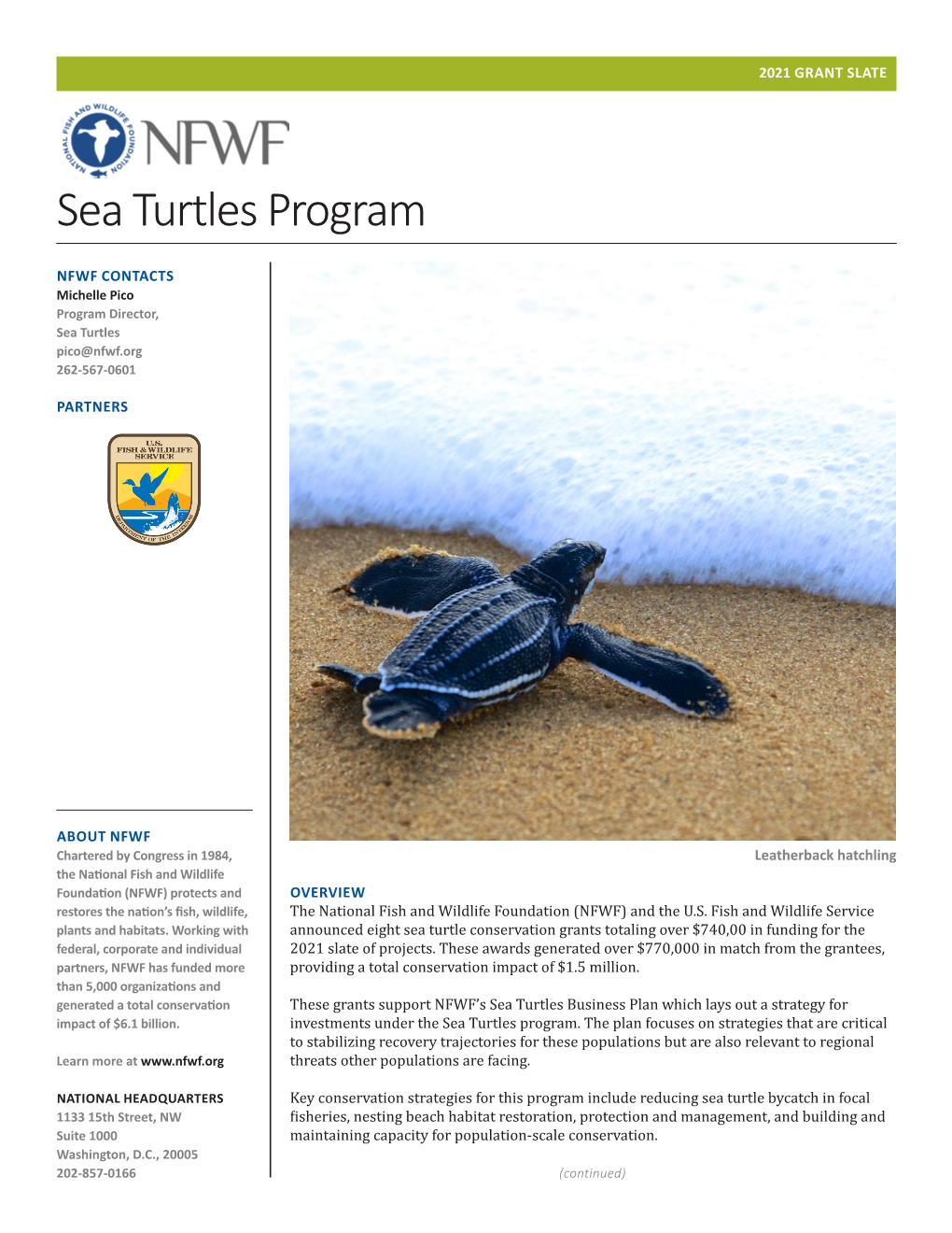 Sea Turtles Program