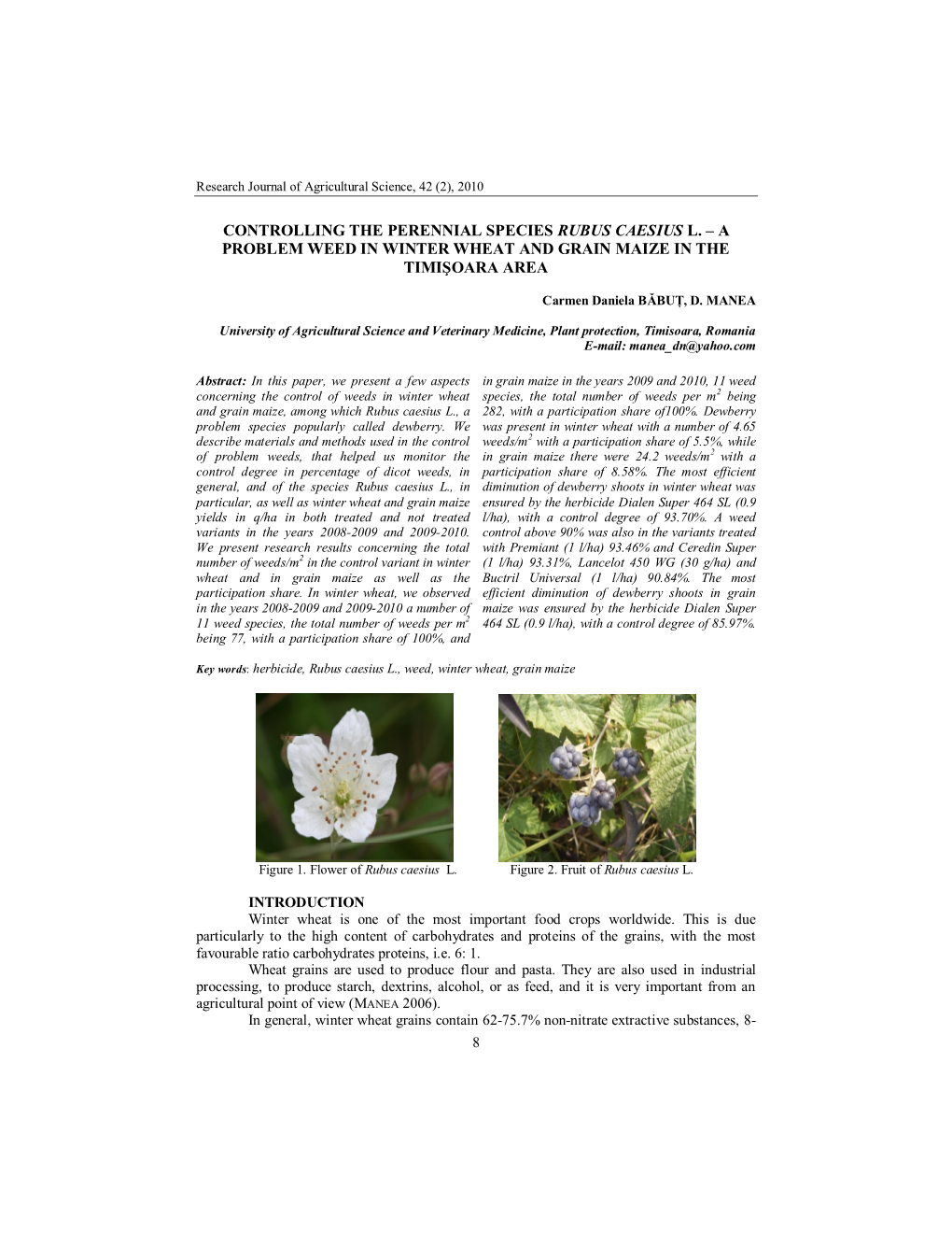 Controlling the Perennial Species Rubus Caesius L. – a Problem Weed in Winter Wheat and Grain Maize in the Timişoara Area