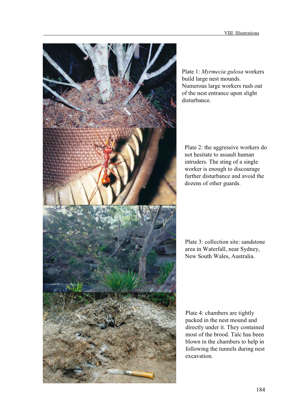 Plate 1: Myrmecia Gulosa Workers Build Large Nest Mounds. Numerous Large Workers Rush out of the Nest Entrance Upon Slight Disturbance