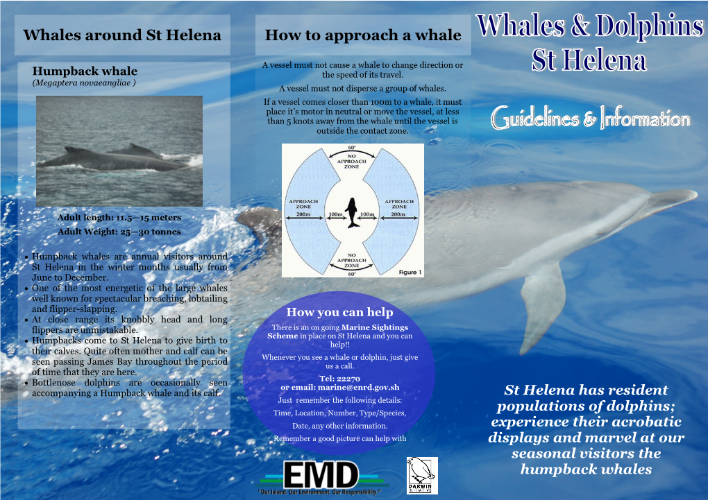 Whales Around St Helena How to Approach a Whale